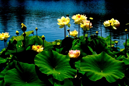 LOTUS - leaves, water, colors, petal