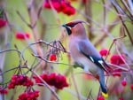 WAXWING