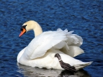 SWAN