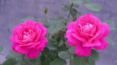 ROSES - leaves, petals, pink, green