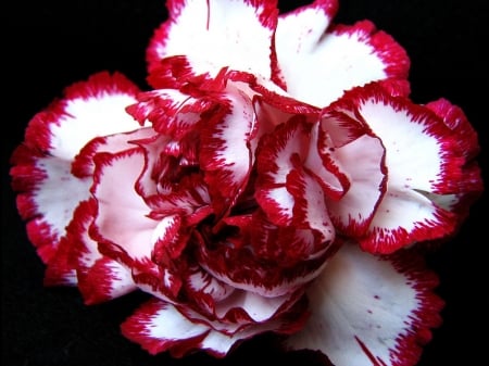 CARNATION - flower, petals, nature, colors