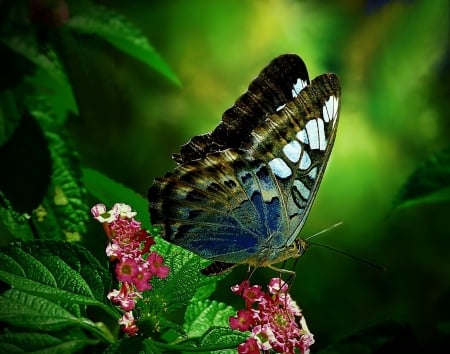 BUTTERFLY - leaves, wings, colors, flowers