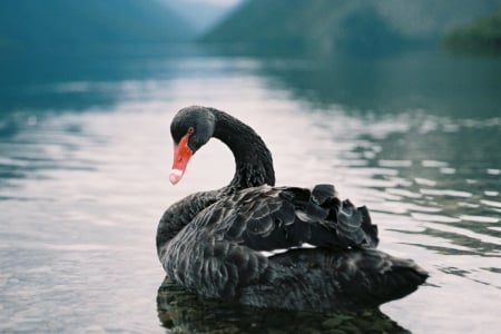 SWAN - wings, water, feathers, waves