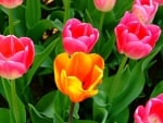 TULIPS