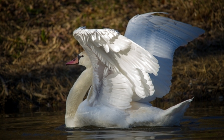 SWAN - wings, water, pose, feathers