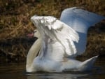 SWAN