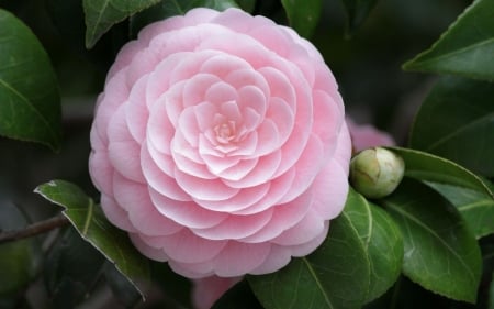 PEONY - leaves, petals, pink, green