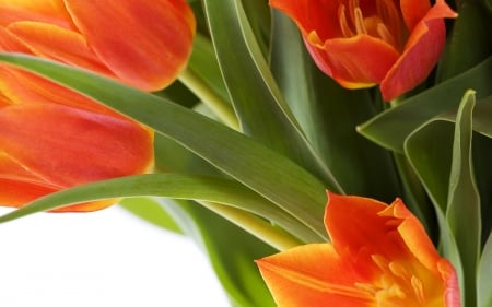 TULIPS - leaves, orange, petals, green