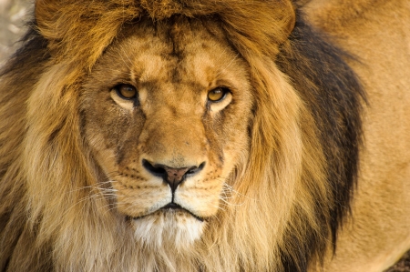 LEO THE LION - cat, mane, big, stare