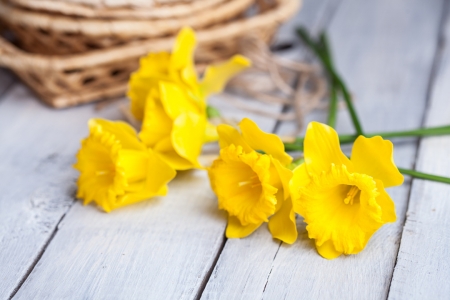 â™¥ - flowers, yellow, nature, soft