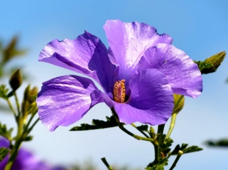 Violet Hibiscus - nature, hibiscus, flowers, pretty