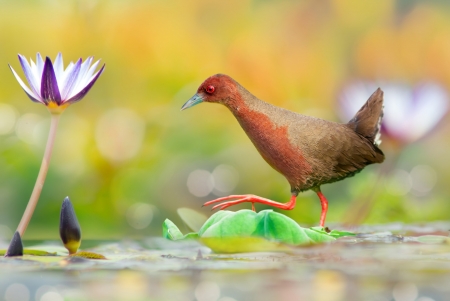 Red-legged Pagonis - flower, pasare, bird, water, orange, red-legged pagonis, green