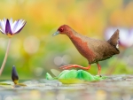 Red-legged Pagonis