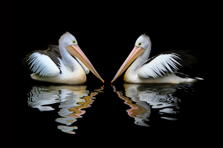 Pelicans! - nature, animals, pelicans, other