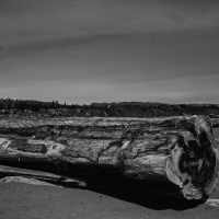 Log at Iona  Beach  Vancouver