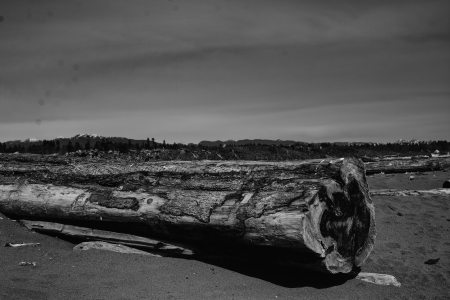 Log at Iona  Beach  Vancouver - vancouver, beach, blackandwhite, canada, log