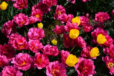 flowers from Abbotsford garden - tulips, yellow, Canada, flowers  red, pink, BC