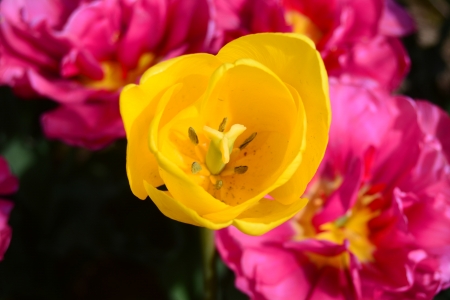 Yellow tulip from Abbotsford  BC - yellow, bc, canada, tulip, flower