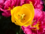 Yellow tulip from Abbotsford  BC