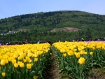 Yellow tulips near Abbotsford BC