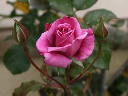 BEAUTIFUL ROSE - image, pretty, rose, flower