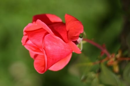 RED ROSE - image, pretty, rose, red