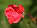 RED ROSE