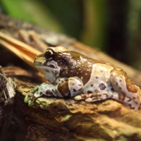 MILK FROG