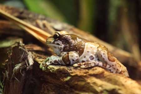 MILK FROG - frog, image, cute, milk