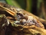 MILK FROG