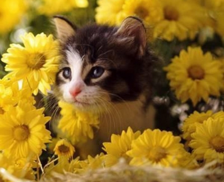 Cute Kitty - flowers, animal, kitten, cat