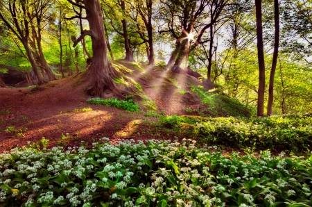 Forest wildflowers - greenery, sunlight, trees, sunshine, grass, forest, freshness, wildflowers, rays