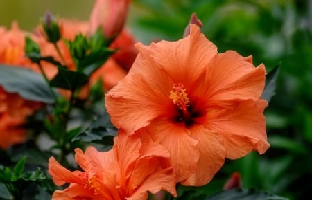 Garden flowers - pretty, summer, beautiful, buds, lovely, leaves, Hibiscus, flowers, tropical, garden, macro