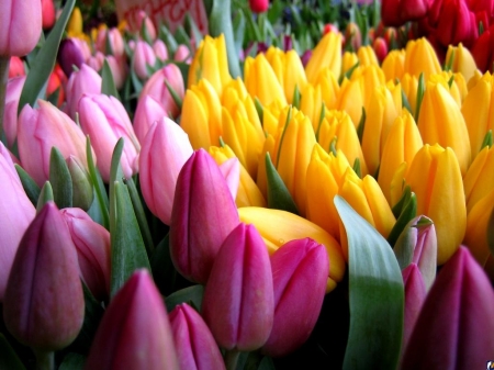 Beautiful Tulips - nature, flowers, yellow, pink