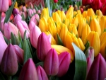 Beautiful Tulips