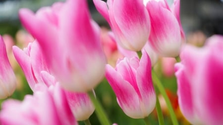 Dashing Pink Tulips - Tulips, Leaves, Nature, Flowers