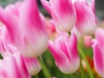 Dashing Pink Tulips