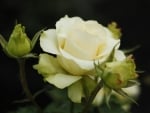 Yellow Rose