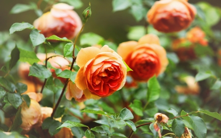 Rose garden - leaves, field, lovely, roses