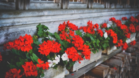 Pretty flowers - rare, flowers, plants, red