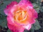 Beauty rose