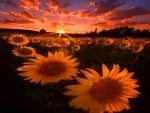 Sunrise sunflowers