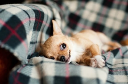 Cutie ♥ - Cute, Dog, Sweet, Chihuahua