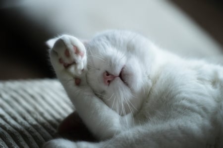 Too tired ! - Cute, Funny, Sweet, Cat, Too tired, Sleeping