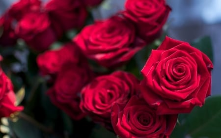 Red roses - nature, plants, roses, red