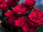 Red roses