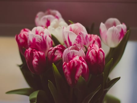 Tulips - white, tulips, green, red