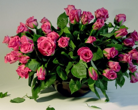 Lovely Roses - leaves, green, roses, red