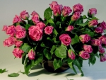 Lovely Roses