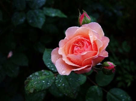 Lovely Rose - buds, pink, rain, rose, flower